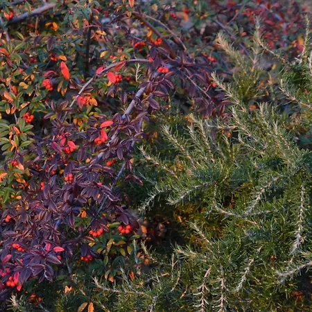 Bed & Breakfast Locazione Turistica Delle Rose Pinhaus