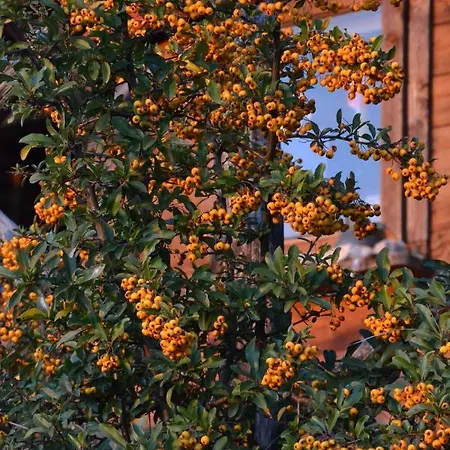 Locazione Turistica Delle Rose Pinhaus